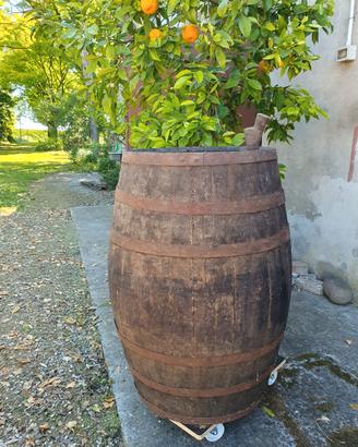 BOTTE
