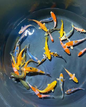Carpe Koi