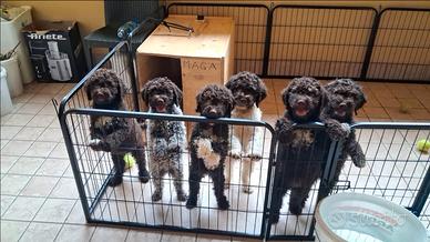 Cuccioli di lagotto