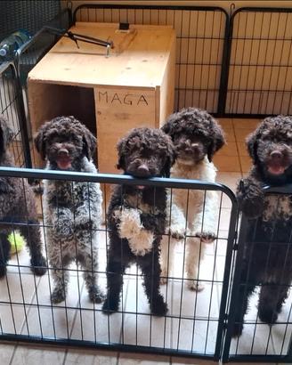 Cuccioli di lagotto