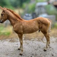 Puledro Haflinger x Paint