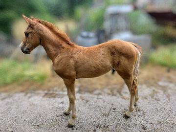 Puledro Haflinger x Paint