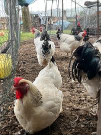 Galline sussex bianco Columbia