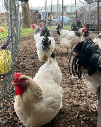 Galline sussex bianco Columbia