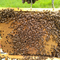 Apicoltura nuclei e arnie