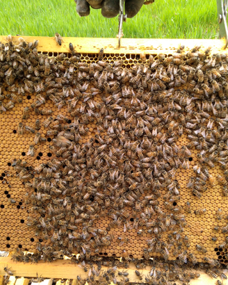 Apicoltura nuclei e arnie