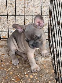 Bulldog francese