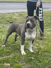 AMSTAFF BLUE per accoppiamento ( Monta)