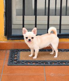 Chihuahua maschio 1 anno