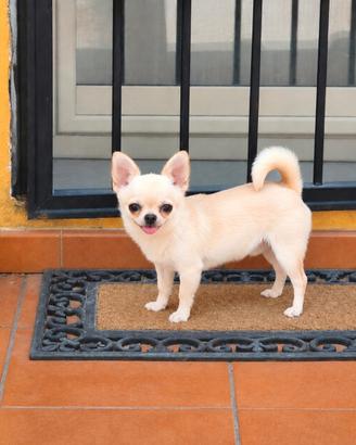 Chihuahua maschio 1 anno