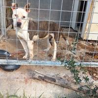 Cagnolina in difficoltà