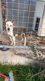 Cagnolina in difficoltà