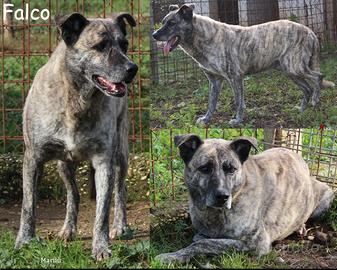 Falco, da tutta la vita in canile