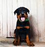 cucciolo-beauceron-maschio-nero-focato