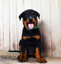 Cucciolo BEAUCERON maschio nero focato