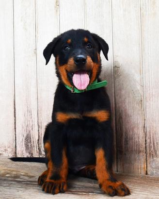 Cucciolo BEAUCERON maschio nero focato
