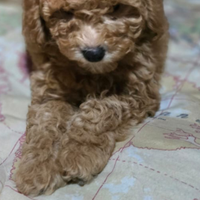 Cucciola