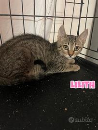 Lilith gattina tigrata di tre mesi