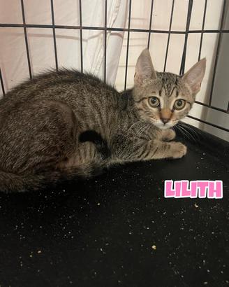 Lilith gattina tigrata di tre mesi