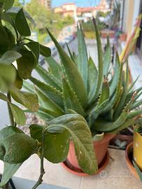 Aloe vera