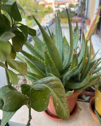 Aloe vera