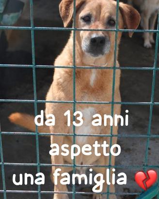 MARLEY 13 ANNI taglia media