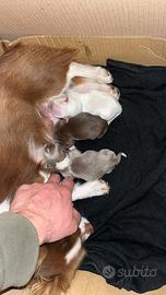 Cucciolo di Chihuahua Chocolate/white