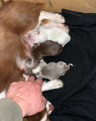 Cucciolo di Chihuahua Chocolate/white
