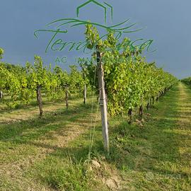 Terreno Agricolo a Motta di Livenza - Oppor