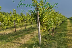 Terreno Agricolo a Motta di Livenza - Oppor