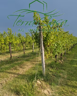 Terreno Agricolo a Motta di Livenza - Oppor