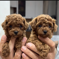 Barboncino Red mini Toy maschi e femmine due mesi