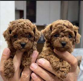 Barboncino Red mini Toy maschi e femmine due mesi