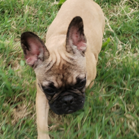 Ultime due cucciole di BULLDOG FRANCESE CREAM