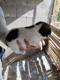 Cuccioli jack russel