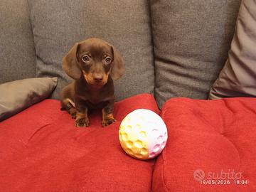 Cucciolo di bassotto cioccolato