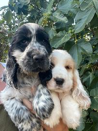 Cocker spaniel inglese