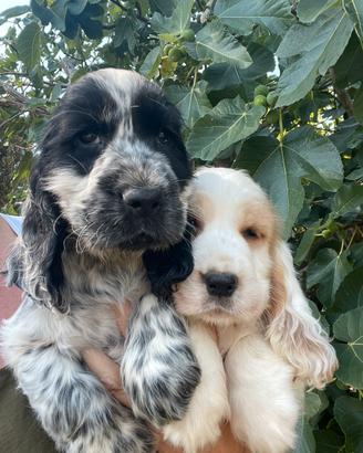 Cocker spaniel inglese