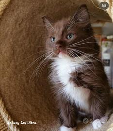 Gatto Ragdoll per monta