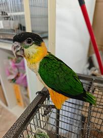 Pappagallo caicco testa nera allevato a mano