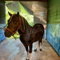 Pony