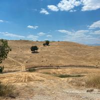 Paglia di grano duro 2025