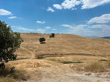 Paglia di grano duro 2025
