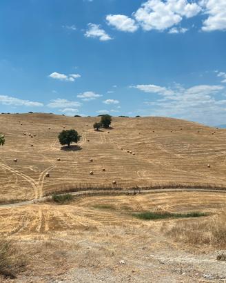 Paglia di grano duro 2025