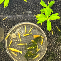 Caridine yellow