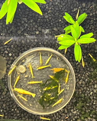 Caridine yellow