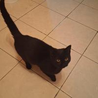 Calimero gattino 5 mesi
