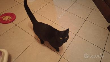 Calimero gattino 5 mesi