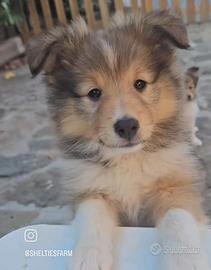 Cuccioli Pastore dello Shetland
