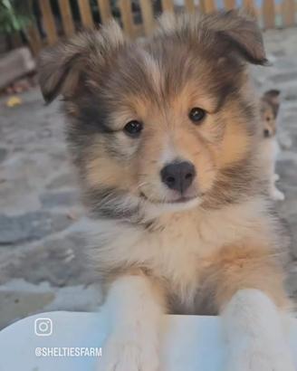 Cuccioli Pastore dello Shetland